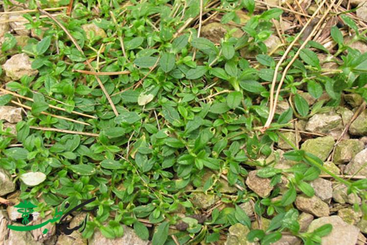 درمان سل در طب سنتی