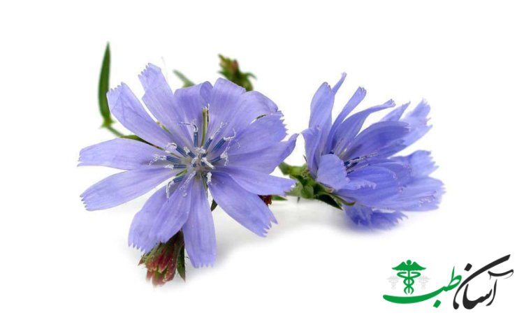 درمان چربی خون در طب سنتی