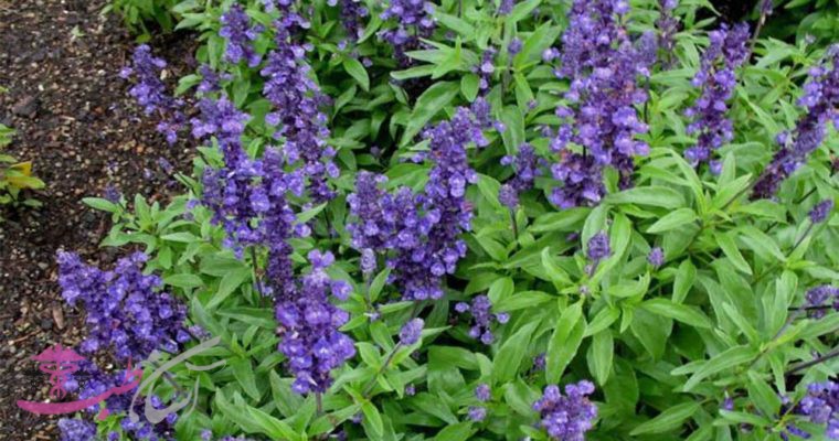 روغن مریم گلی