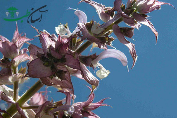 روغن مریم گلی