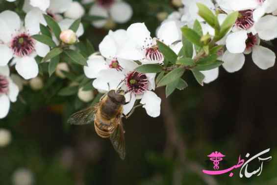 عصاره مانوکا