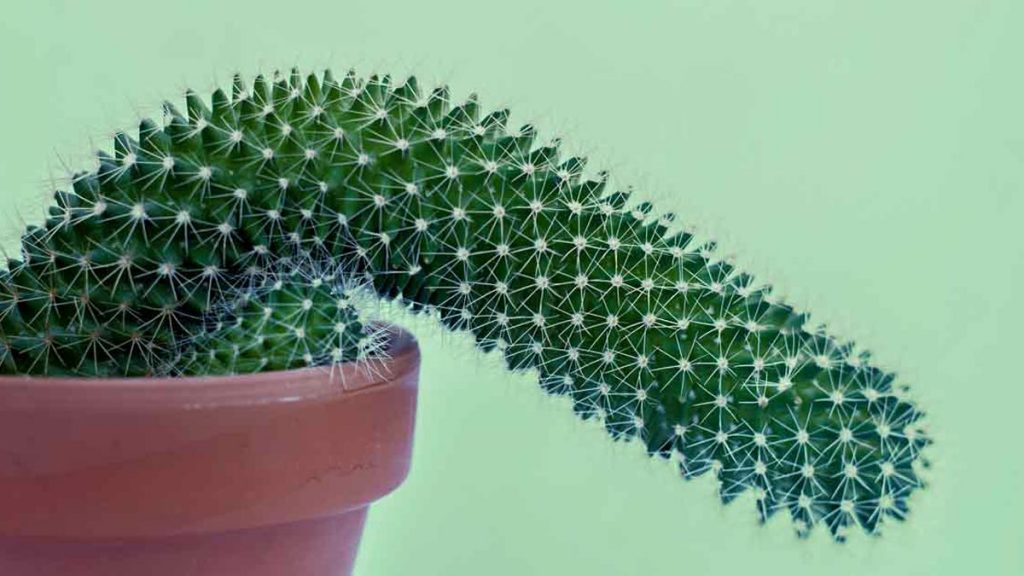 زخم آلت تناسلی