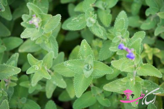 روغن نعنا گربه‌ای