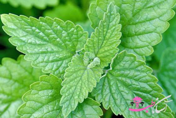 روغن نعنا گربه‌ای