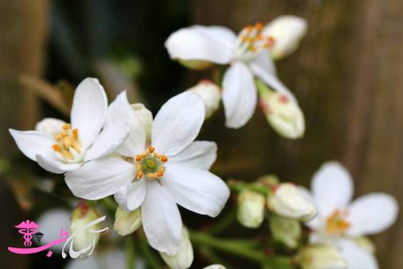 روغن گل یاس