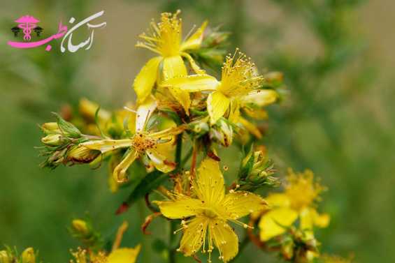 چای گل راعی