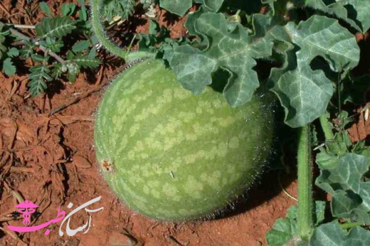 حنظل در طب سنتی