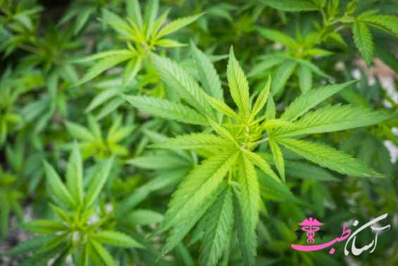 روغن شاهدانه