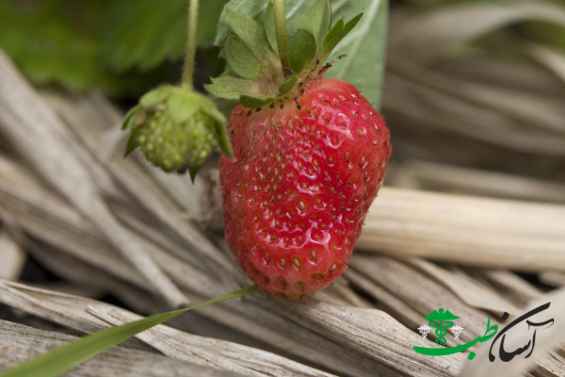 توت فرنگی وحشی