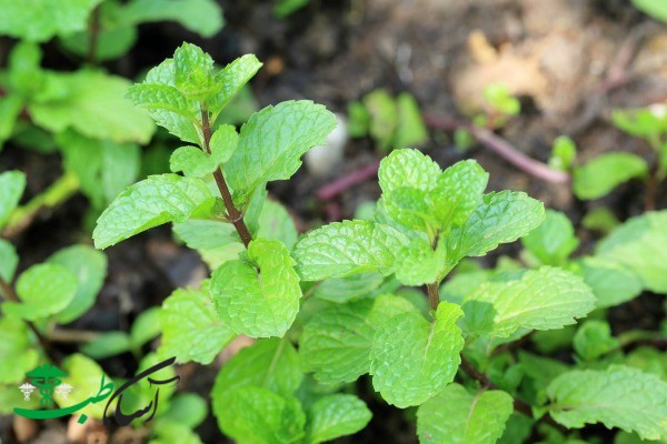 خواص بادرنجبویه