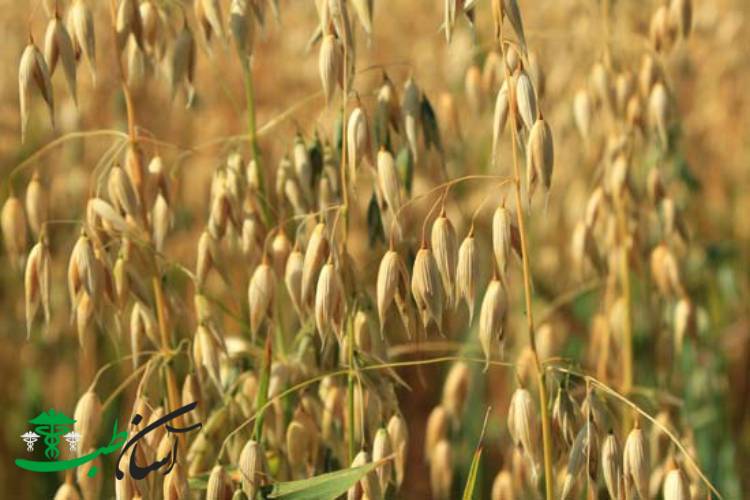 گیاهان دارویی استان مرکزی