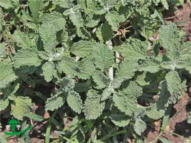 گیاهان دارویی استان مرکزی