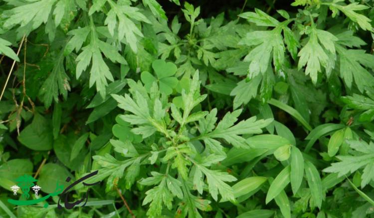 گیاهان دارویی استان یزد