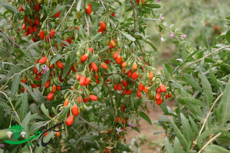 گیاهان دارویی استان زنجان گیاهان دارویی استان زنجان