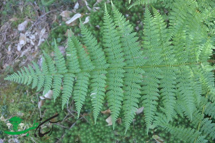 گیاهان دارویی استان زنجان