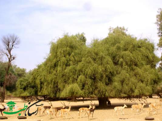 خواص درخت مسواک