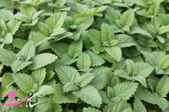 نعنای دشتی نعنای دشتی