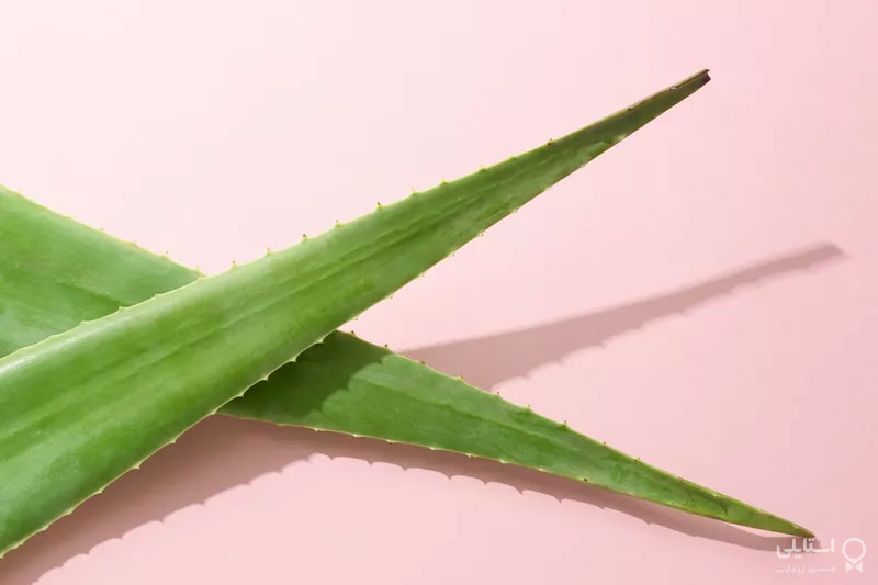 چگونه می‌توان روغن نارگیل را با آلوئه‌ورا در زمینه تسکین آفتاب سوختگی مقایسه کرد؟