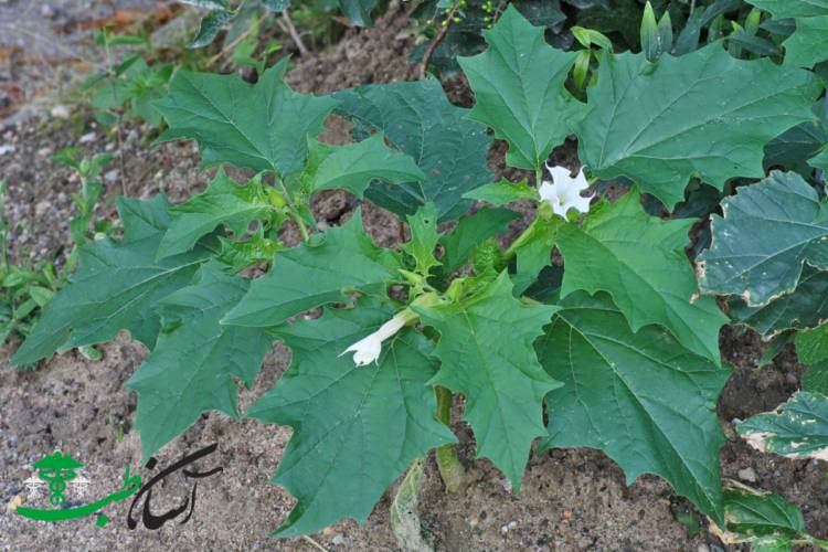 خواص تاتوره در طب سنتی