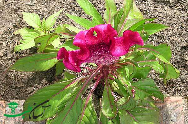 خواص تاج خروس خواص تاج خروس