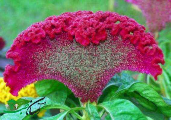 خواص تاج خروس خواص تاج خروس