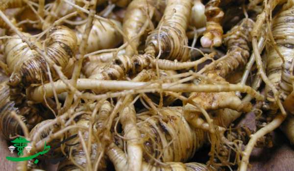 خواص دانگ کوای