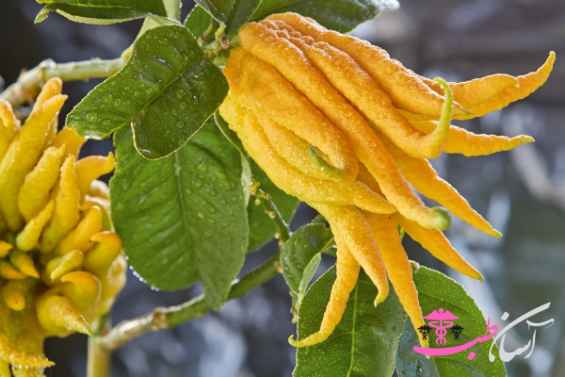 دست بودا دست بودا