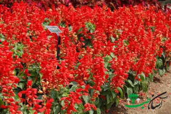 مریم گلی قرمز