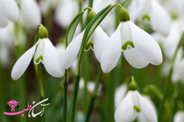 خواص گل برفی