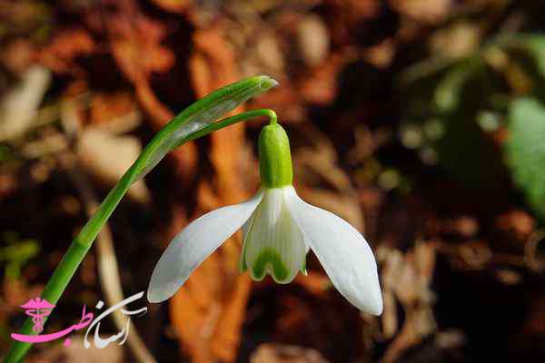 خواص گل برفی