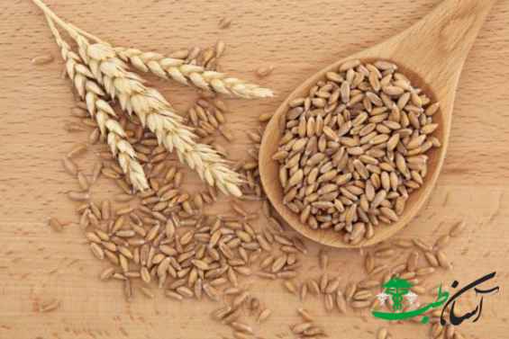 گندم آلمانی گندم آلمانی