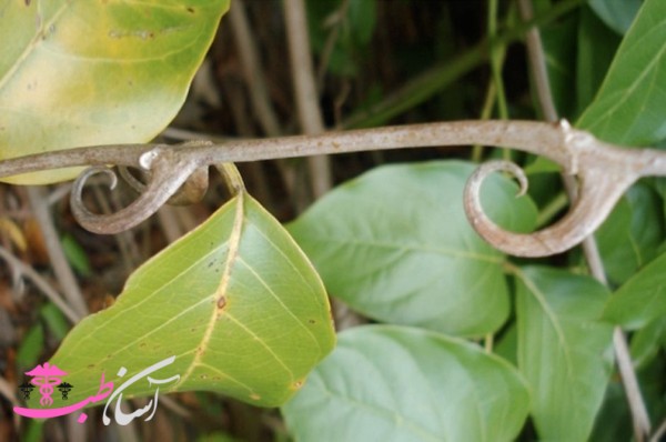 خواص پنجه گربه