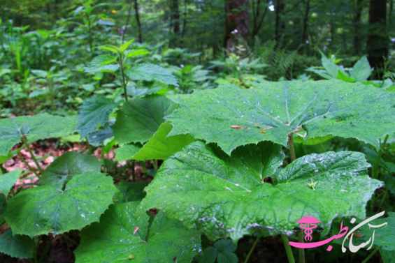 بابا آدم جنگلی