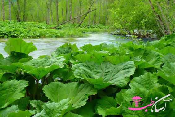 بابا آدم جنگلی