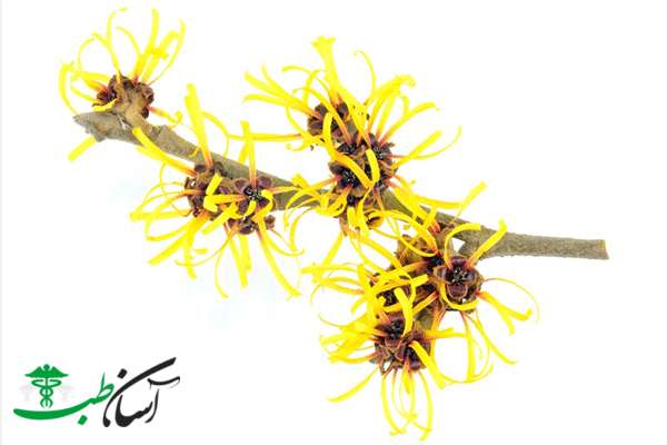 خواص فندق افسونگر