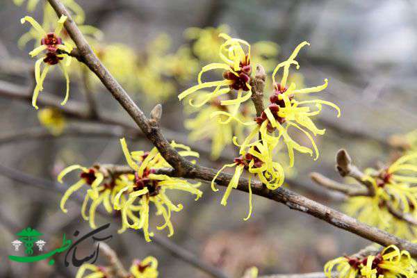 خواص فندق افسونگر