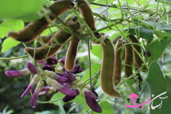 باقلا مخملی