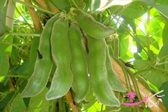 باقلا مخملی