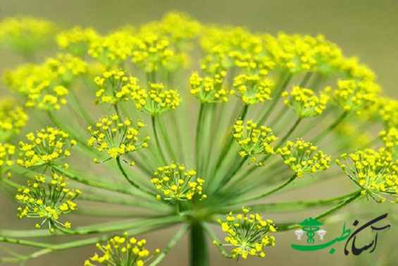 گیاه آنقوزه