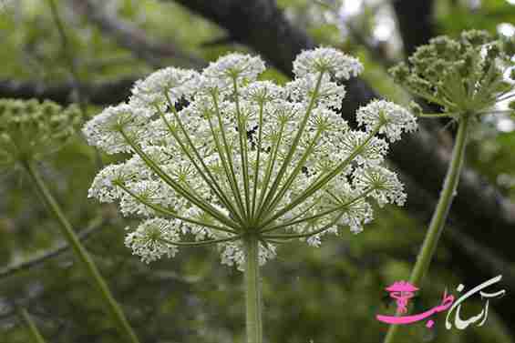 گیاه آنقوزه