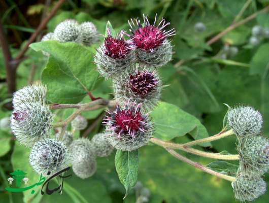 گیاه بابا آدم