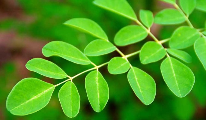 گیاه مورینگا