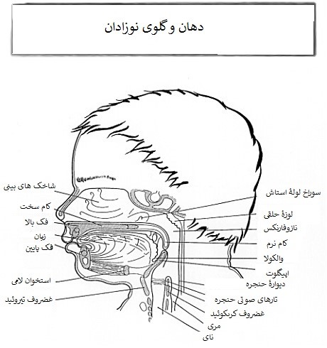 دهان و گلوی نوزاد