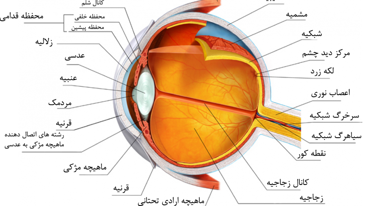 ساختمان چشم انسان