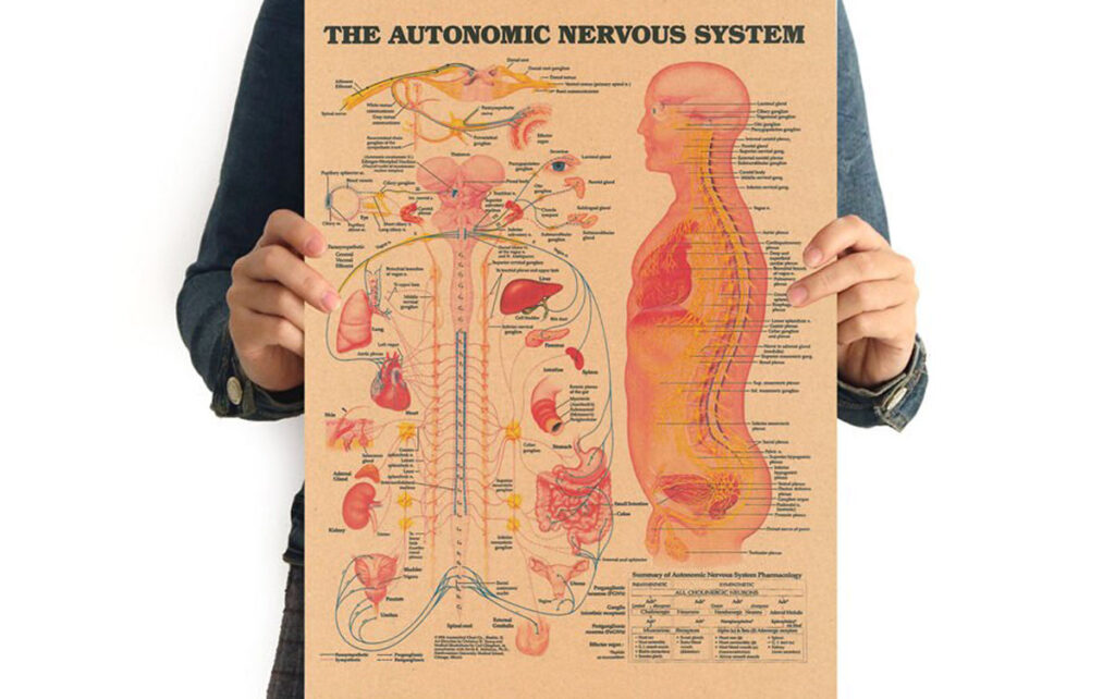 عملکردهای سیستم عصبی خودکار