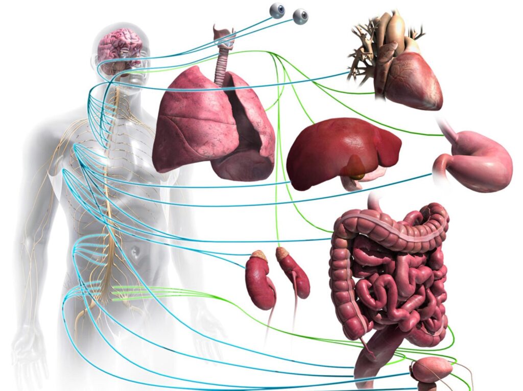 مشلات سیستم عصبی خودکار