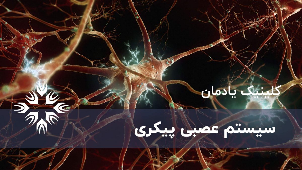 سیستم عصبی پیکری
