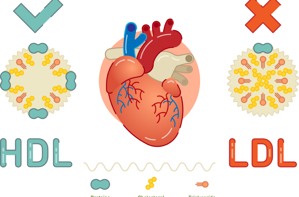 مدیریت کلسترول خون در  پیشگیری بیماری های قلبی عروقی