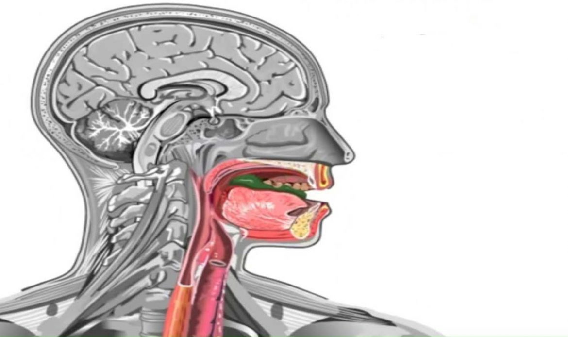 مراکز بلع در مغز